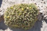 genus Maihueniopsis. Плодоносящее растение. Боливия, департамент Потоси, окр. села Сан-Хуан. 18.03.2014.