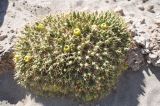 genus Maihueniopsis