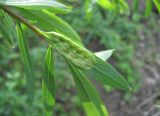 Salix elbursensis. Лист с галлами пилильщика (вид снизу). Краснодарский край, Абинский р-н, ст. Холмская, берег р. Хабль. 21.04.2018.