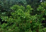 Dendrolobium umbellatum. Крона цветущего и плодоносящего дерева. Малайзия, о-в Калимантан, национальный парк Бако, прибрежный лес. 11.05.2017.