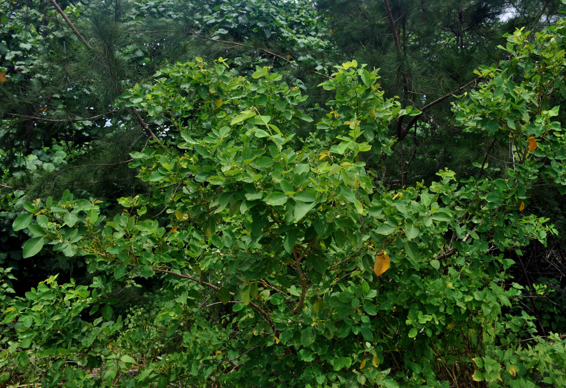 Image of Dendrolobium umbellatum specimen.