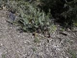 Banksia blechnifolia