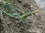 Tragopogon reticulatus