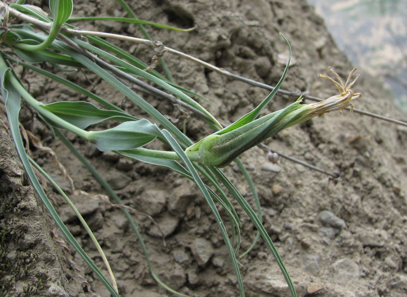 Image of Tragopogon reticulatus specimen.