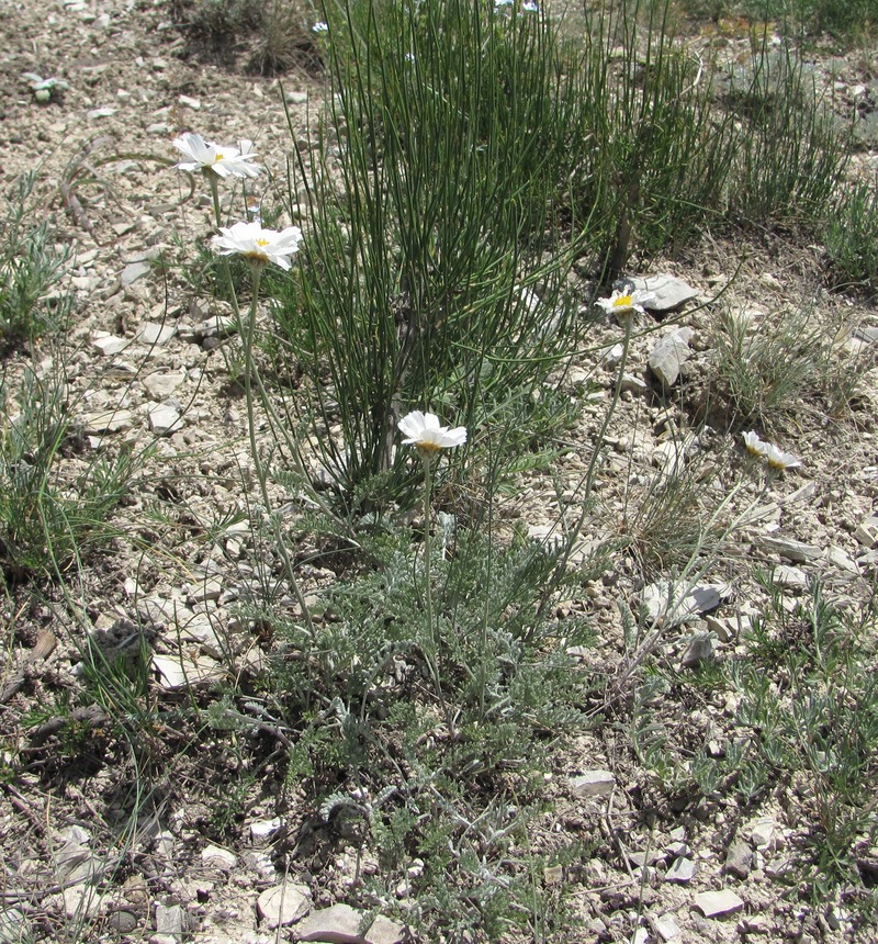 Image of Anthemis fruticulosa specimen.