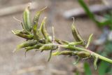 Oxytropis campestris. Соплодие. Карелия, Заонежье, песчаный пляж. 25.07.2017.