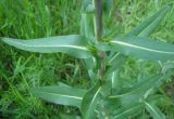 Isatis campestris
