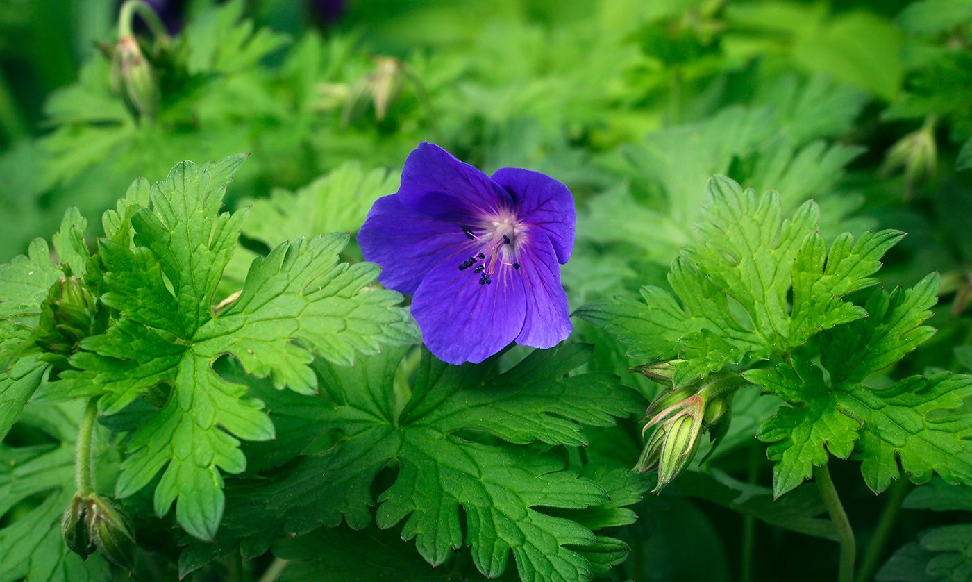 Изображение особи Geranium himalayense.