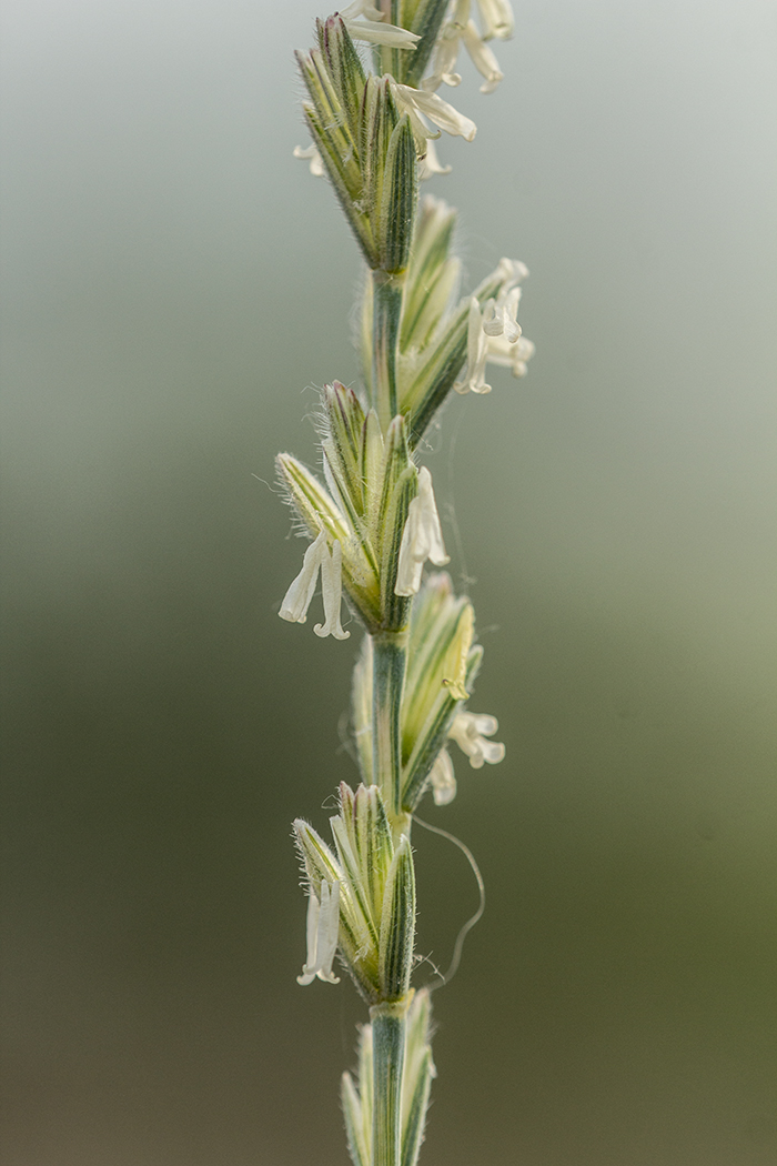 Изображение особи Elytrigia trichophora.