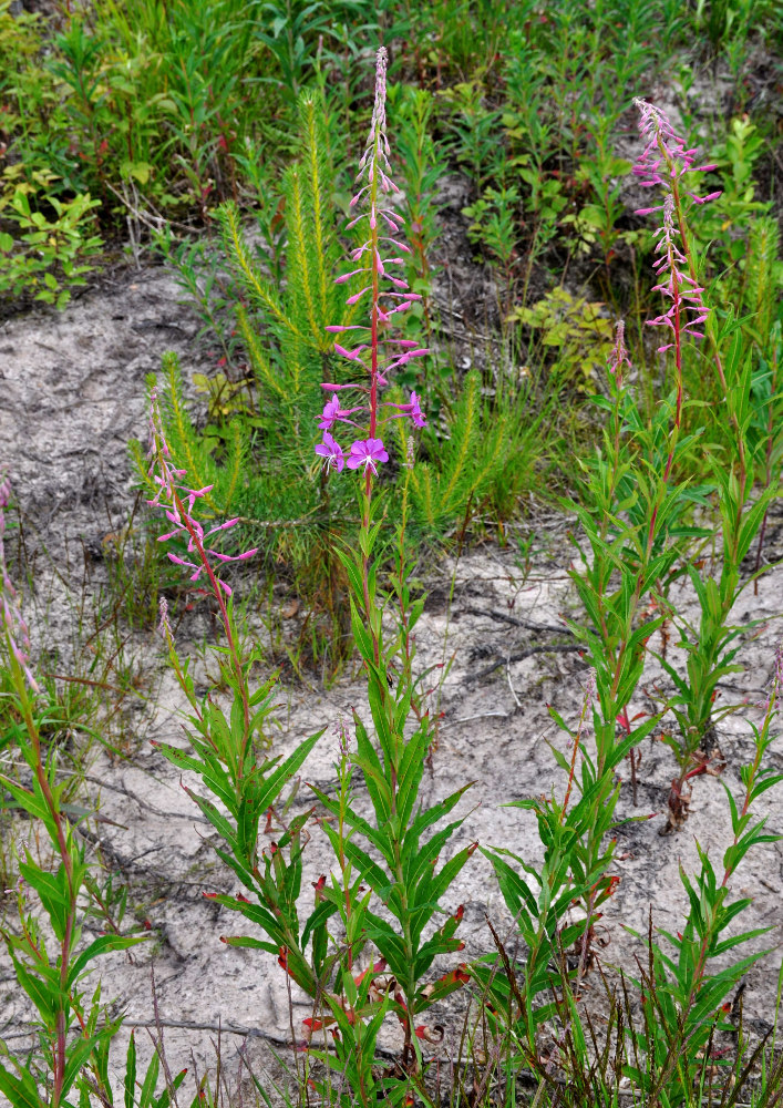 Image of Chamaenerion angustifolium specimen.