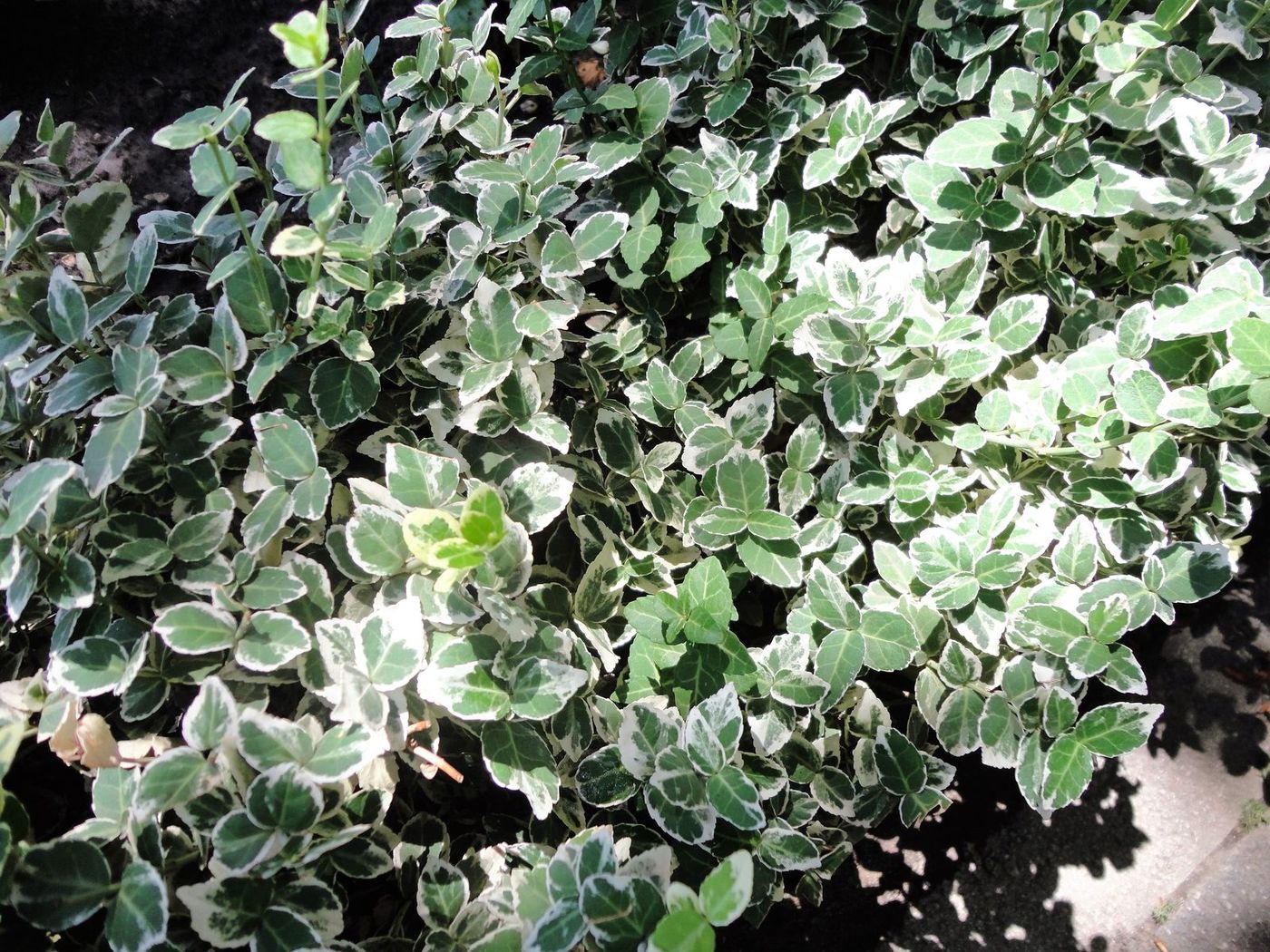 Изображение особи Euonymus fortunei.