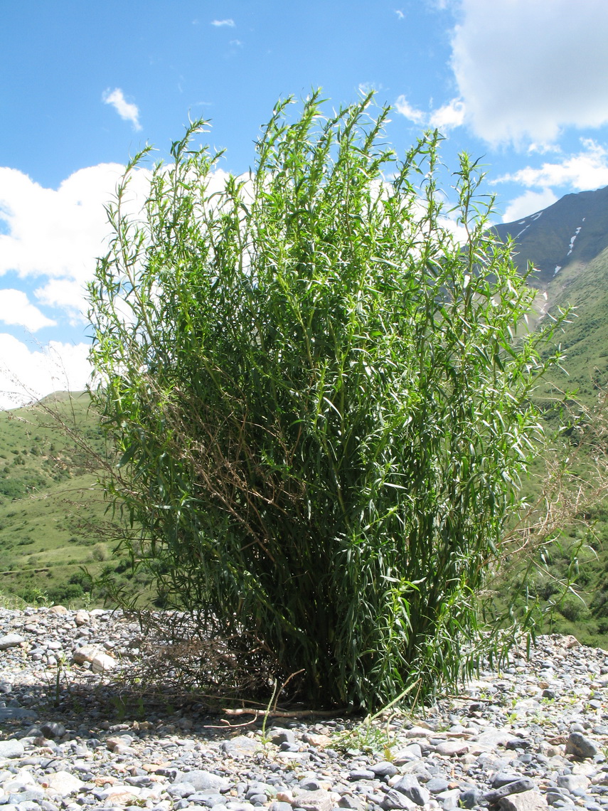 Image of Artemisia dracunculus specimen.