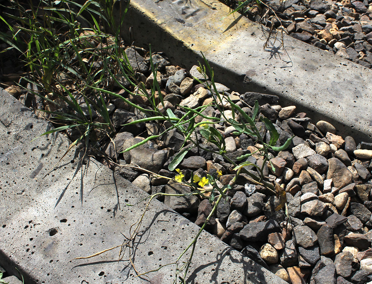 Image of Brassica napus specimen.