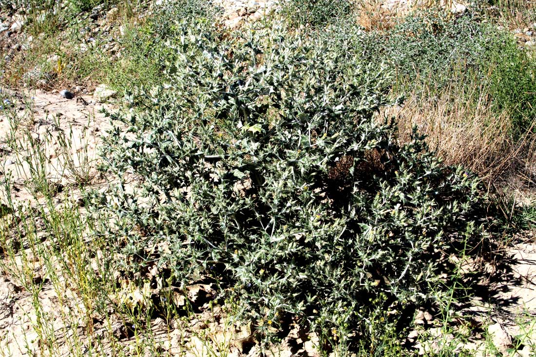 Image of Cousinia resinosa specimen.