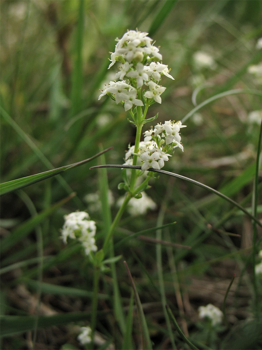 Image of Galium saxatile specimen.