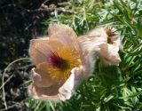 Pulsatilla multifida. Засыхающий цветок. Чукотка, Чаунский р-н, западные окр. г. Певек, побережье. 16.06.2018.