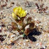 Ornithogalum rupestre