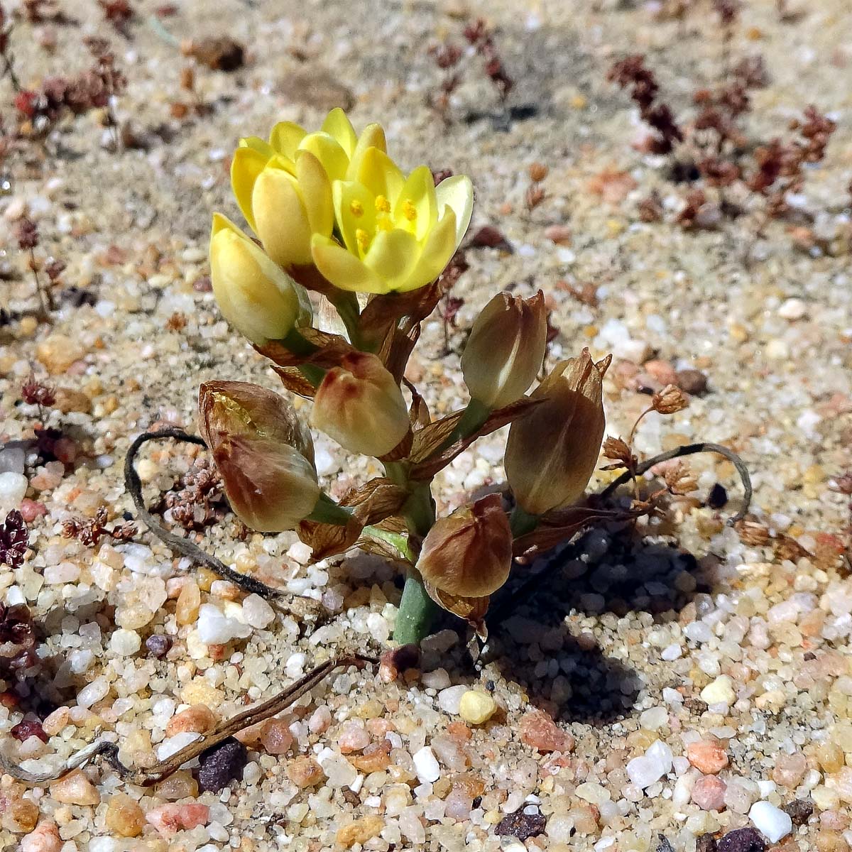 Изображение особи Ornithogalum rupestre.