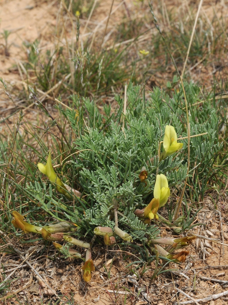 Image of Astragalus dianthus specimen.