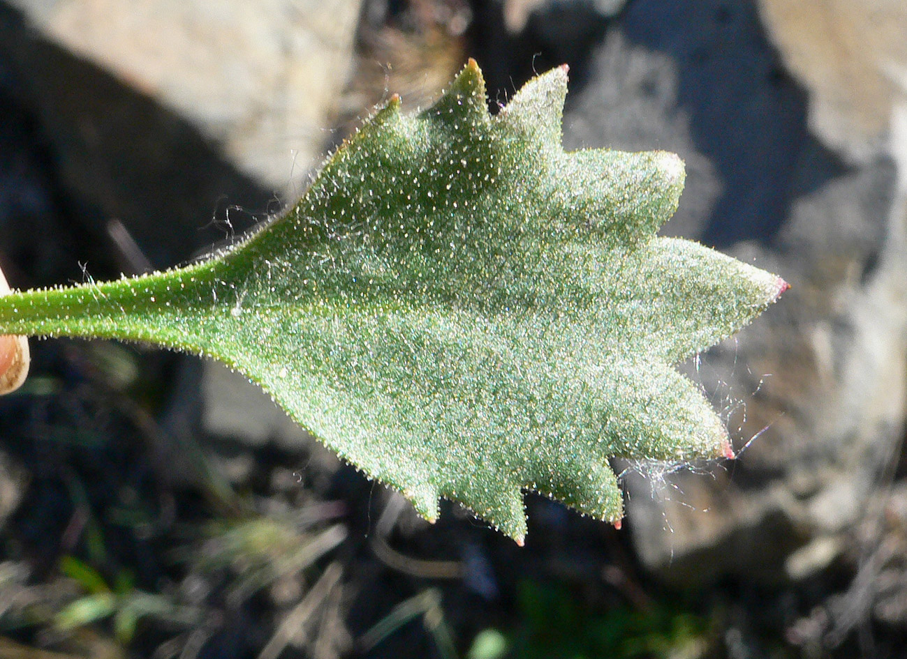 Изображение особи Micranthes punctata.