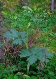 Heracleum dissectum