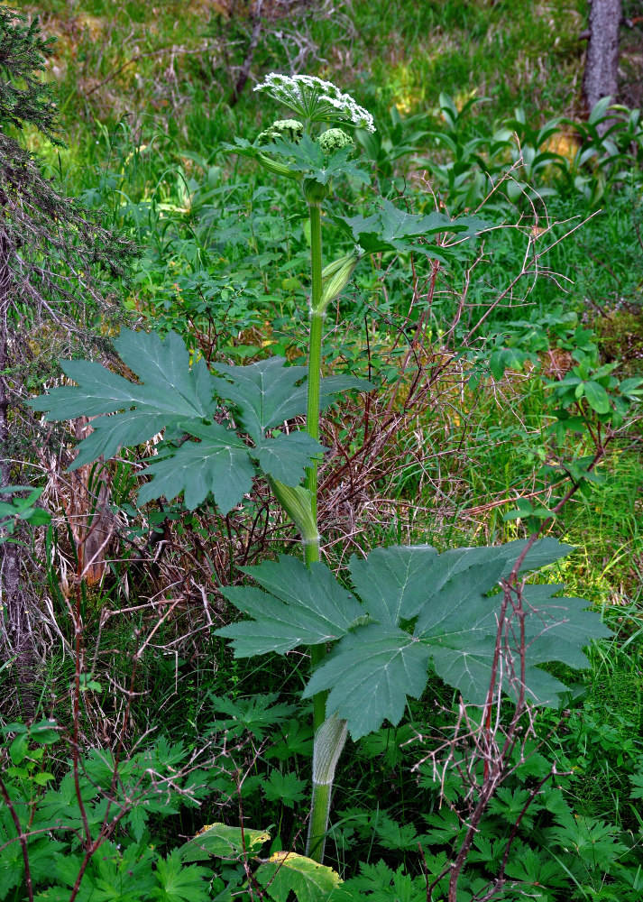 Изображение особи Heracleum dissectum.