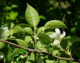 Malus prunifolia. Часть ветки с вегетирующими и цветущим побегами. Казахстан, Восточно-Казахстанская обл., г. Усть-Каменогорск, Архитектурно-ландшафтный музей-заповедник, в культуре. 20.05.2018.