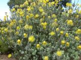 Leucospermum reflexum