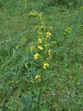 genus Verbascum. Верхушка цветущего растения. Грузия, Боржоми-Харагаульский национальный парк, берег руч. Квабисхеви, ≈ 850 м н.у.м, луг в смешанном лесу. 26.05.2018.