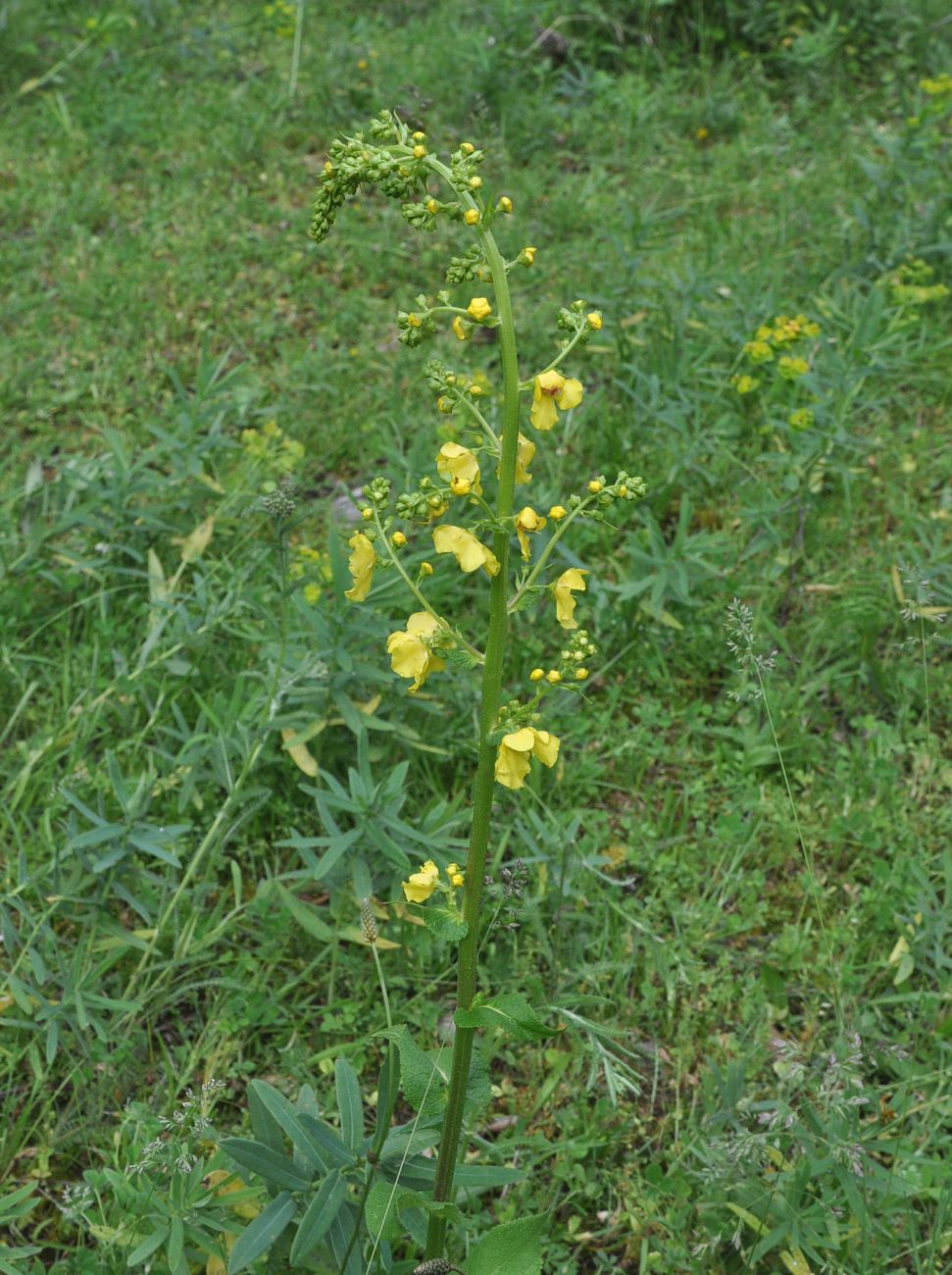 Изображение особи род Verbascum.