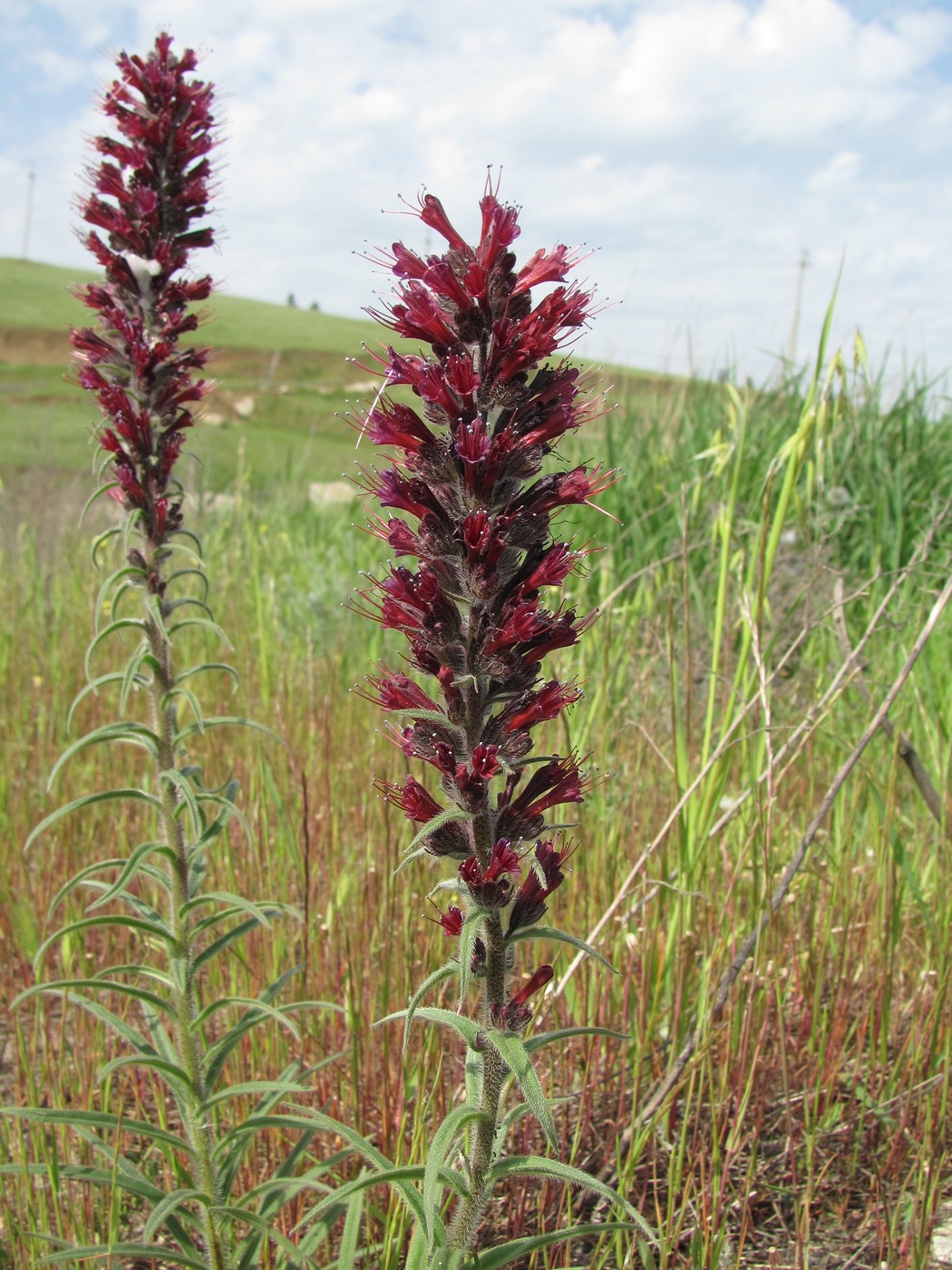 Изображение особи Echium russicum.