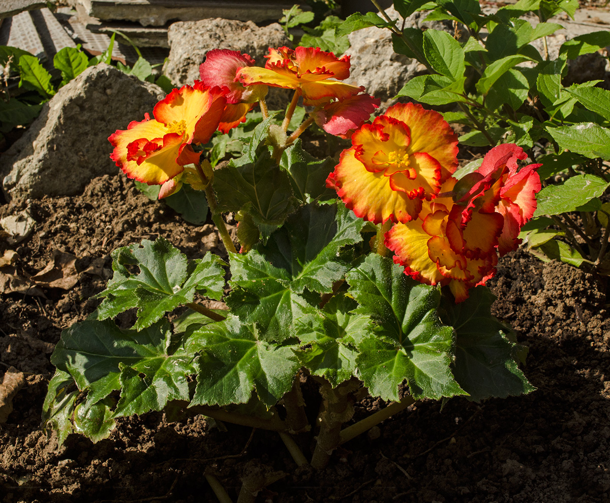 Изображение особи Begonia &times; tuberhybrida.