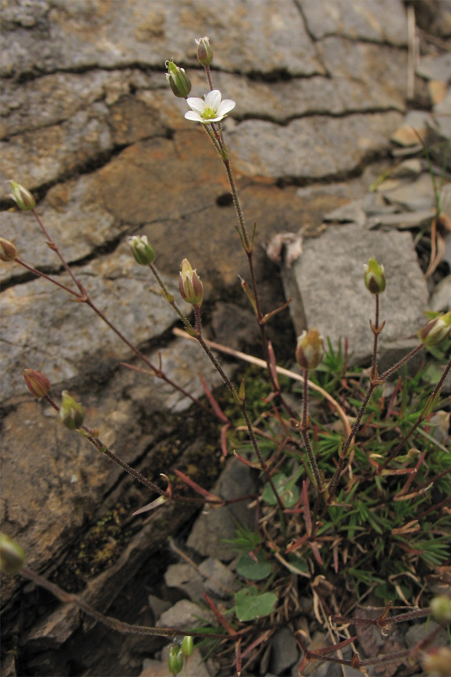 Изображение особи Minuartia pauciflora.