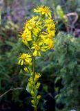 Solidago subspecies dahurica
