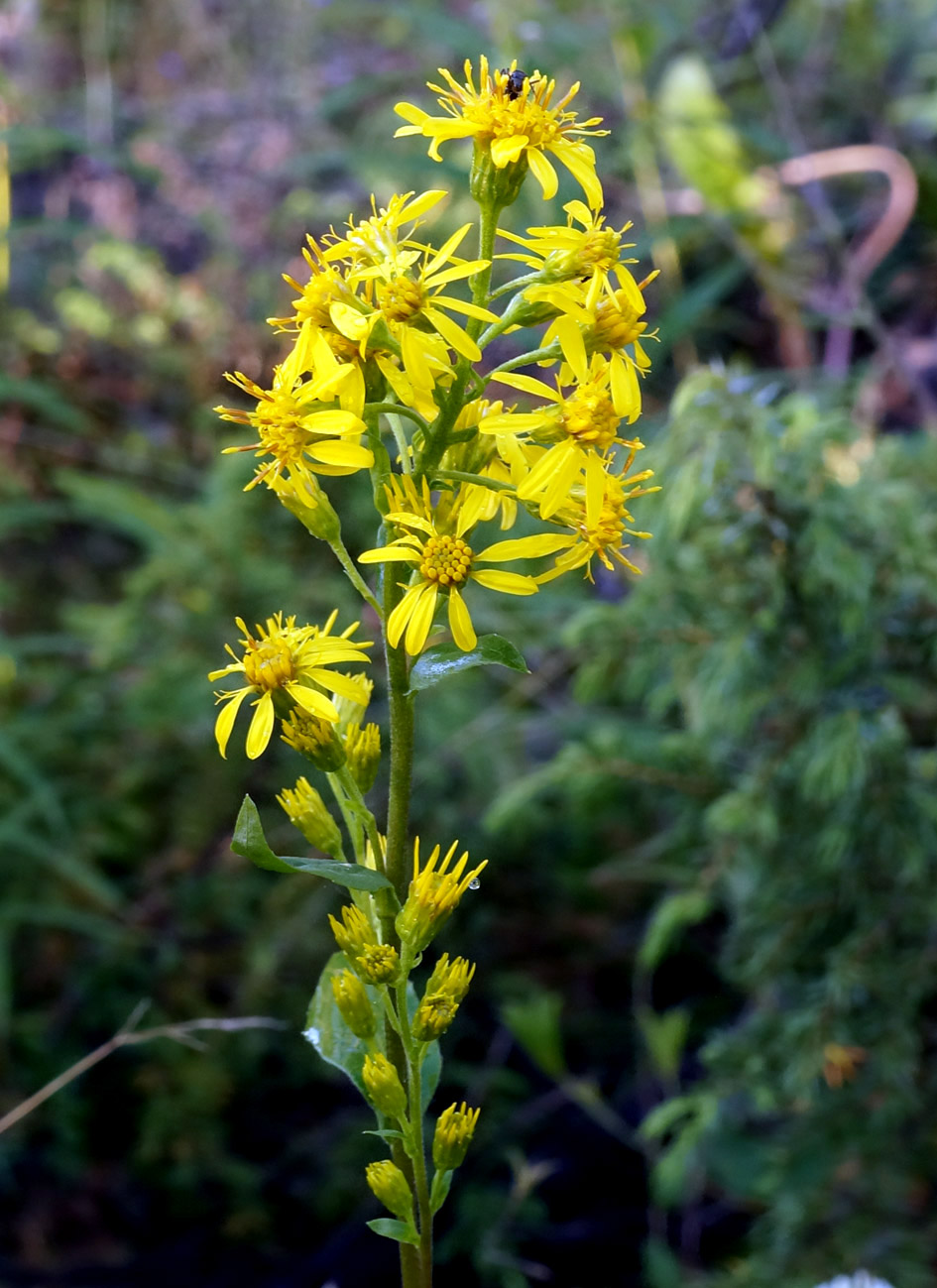 Image of Solidago virgaurea ssp. dahurica specimen.