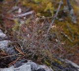 род Thymus