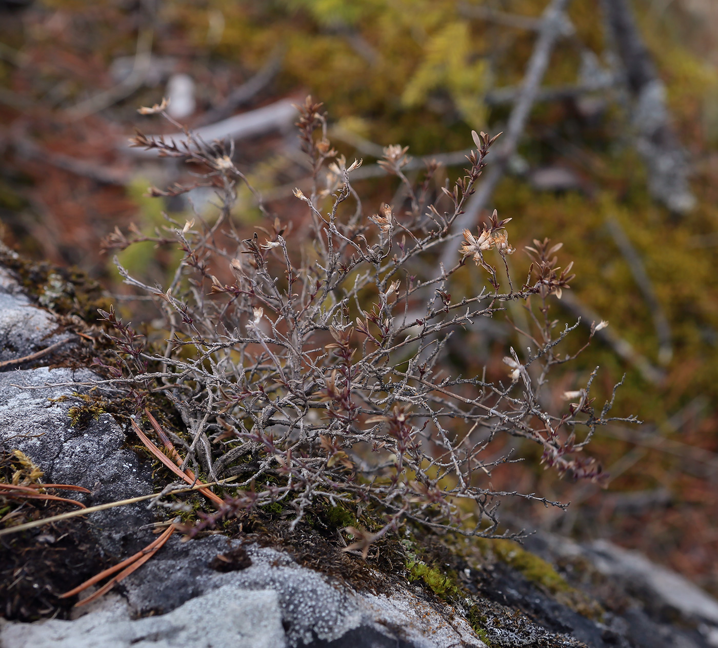 Image of genus Thymus specimen.