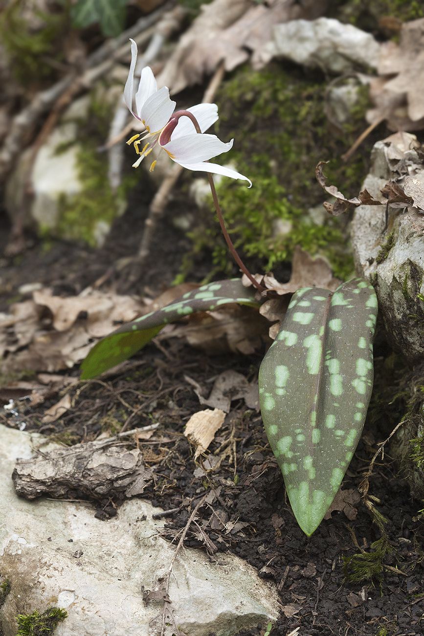 Image of Erythronium caucasicum specimen.