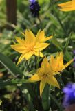 Tulipa australis