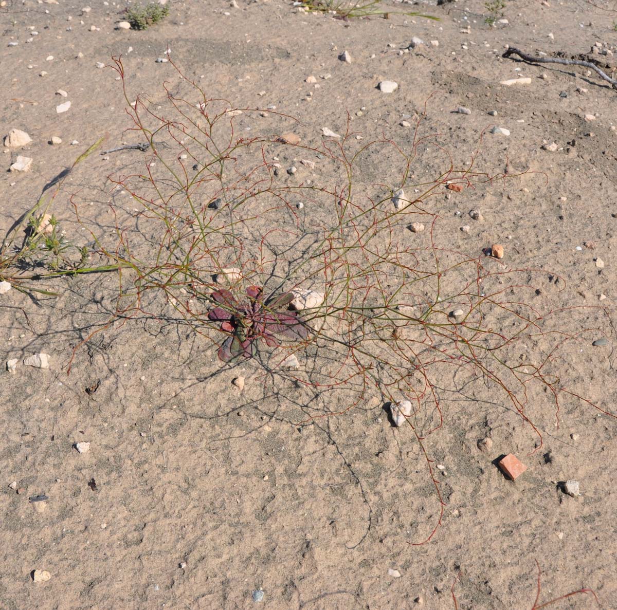 Изображение особи Limonium echioides.