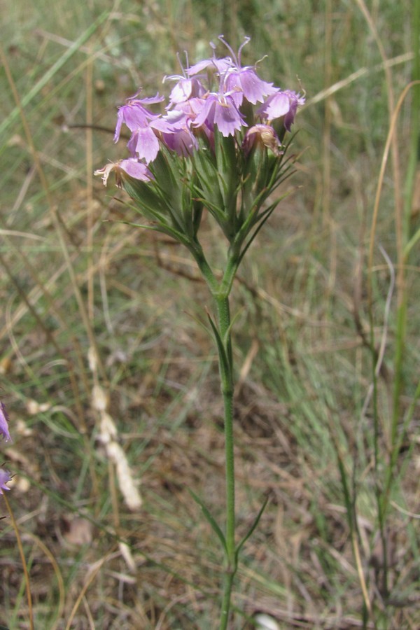 Image of Dianthus pseudarmeria specimen.