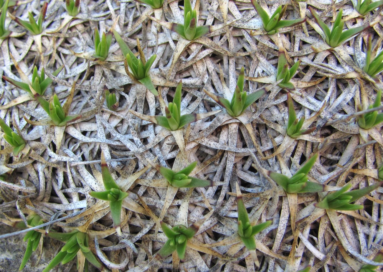 Изображение особи Gypsophila tenuifolia.