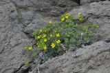 Draba rosularis