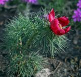 Paeonia tenuifolia