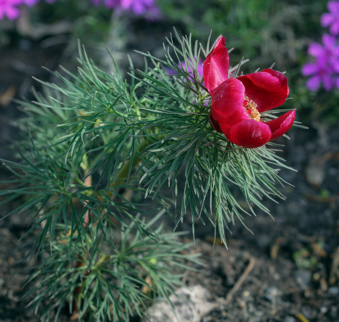 Изображение особи Paeonia tenuifolia.