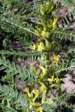 Astragalus turkestanus