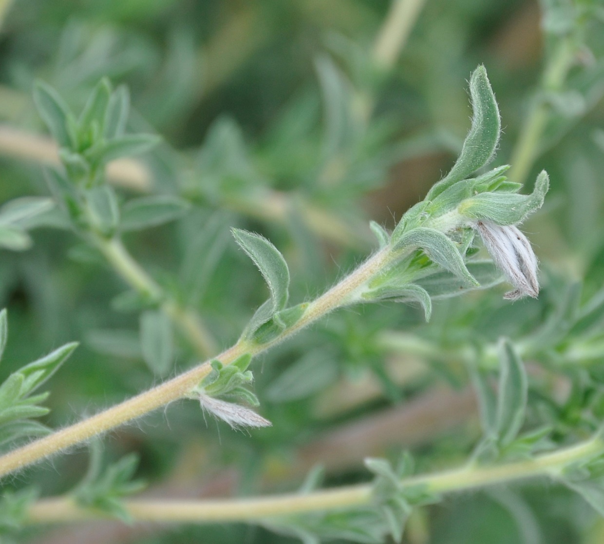 Image of Bassia indica specimen.