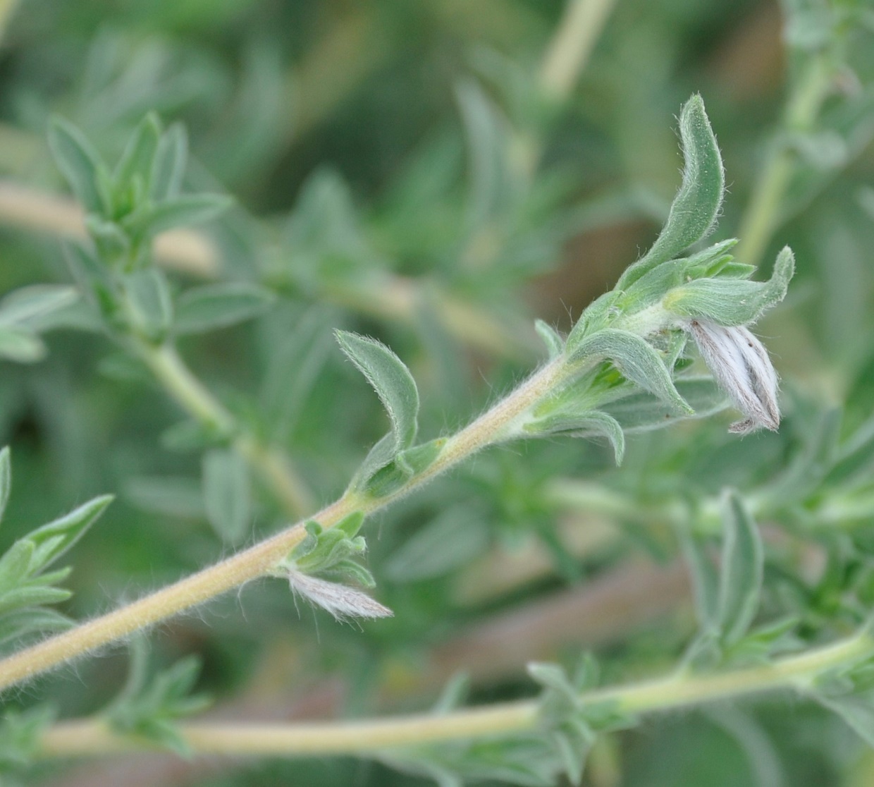 Изображение особи Bassia indica.