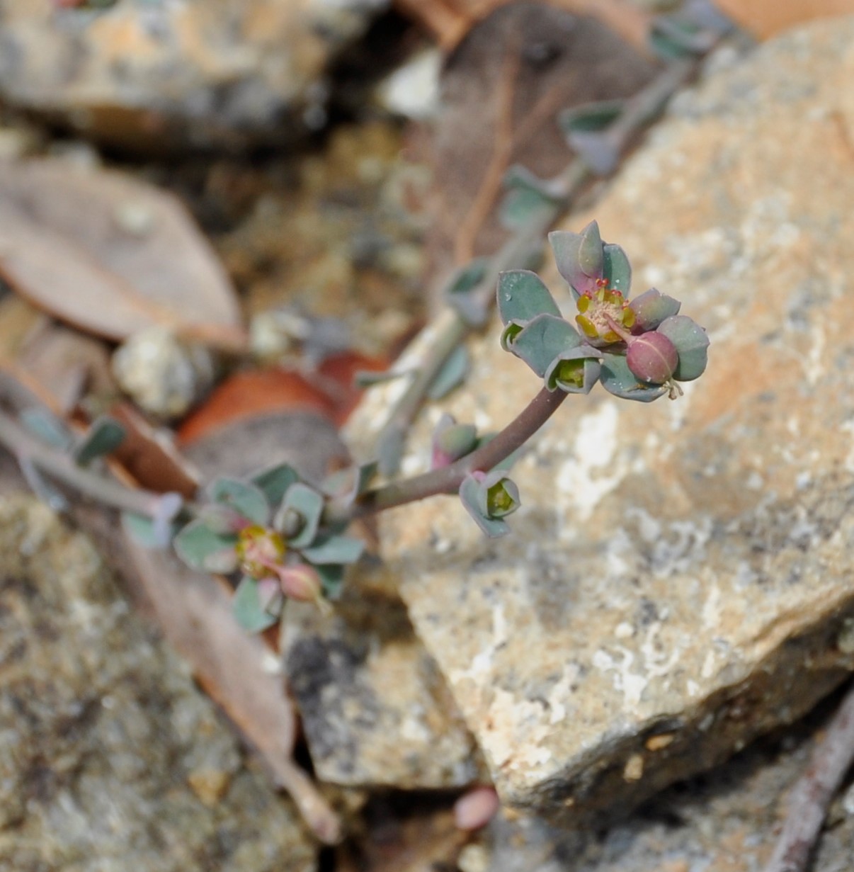 Изображение особи Euphorbia cassia ssp. rigoi.