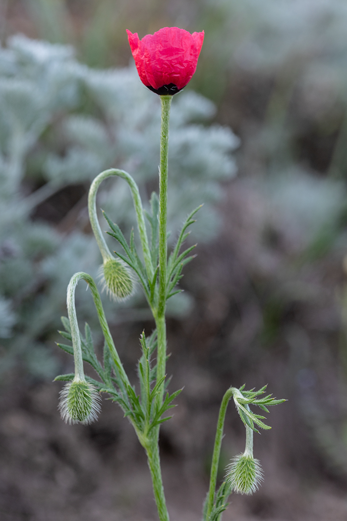 Image of Papaver hybridum specimen.